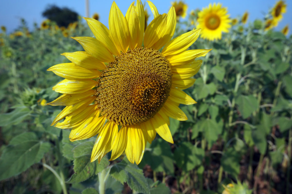 sunflower